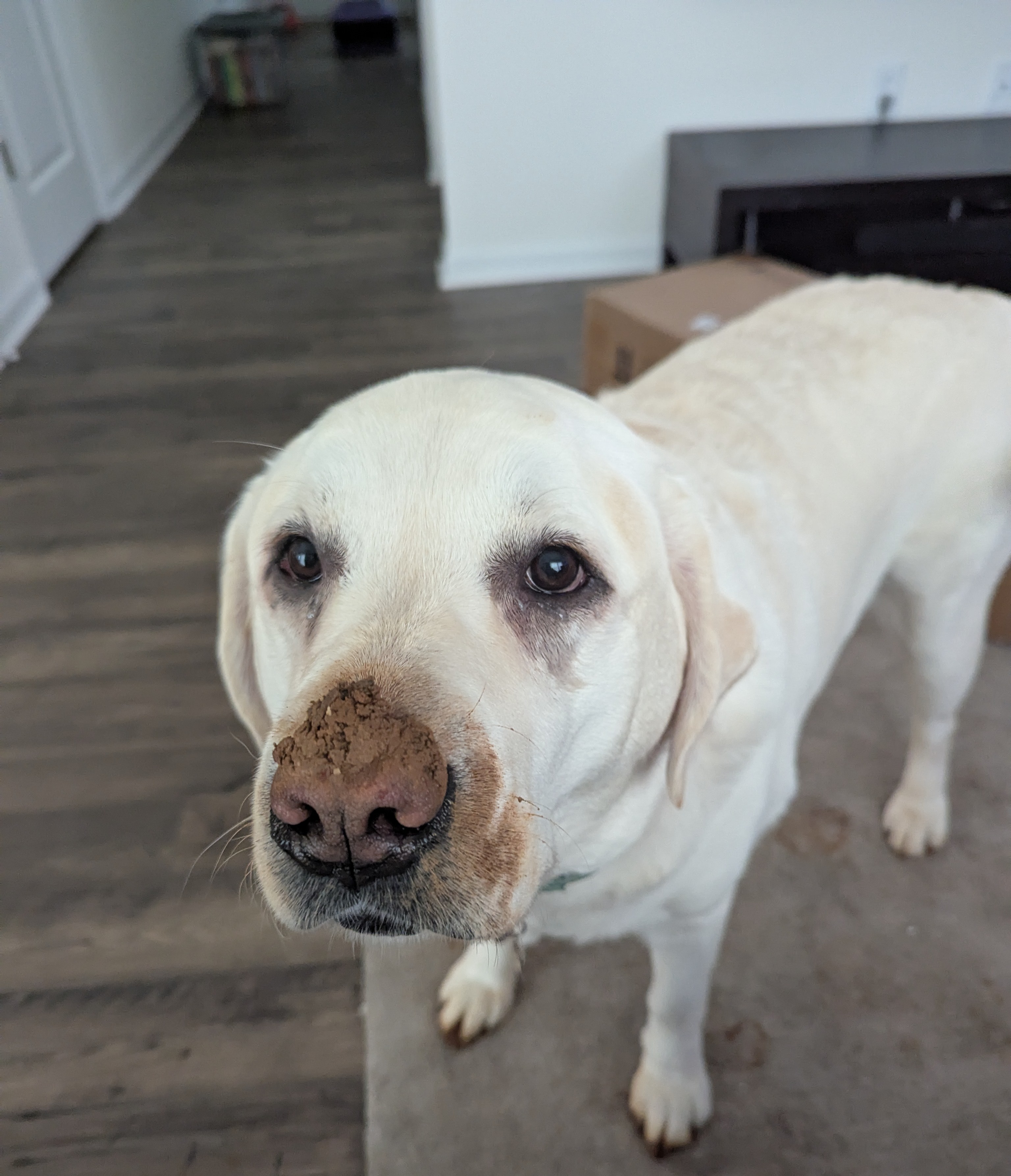 Wilbur with a muddy nose after exploring her new half-sodded backyard - our diva dog who needed that doggy door!